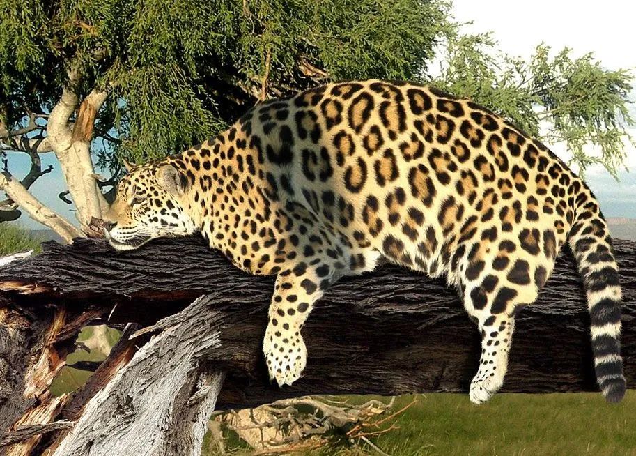 六盘山拍到一只胖豹子这是好事儿么