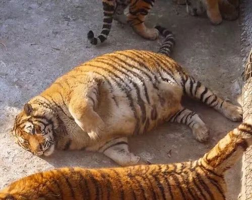 六盘山拍到一只胖豹子这是好事儿么