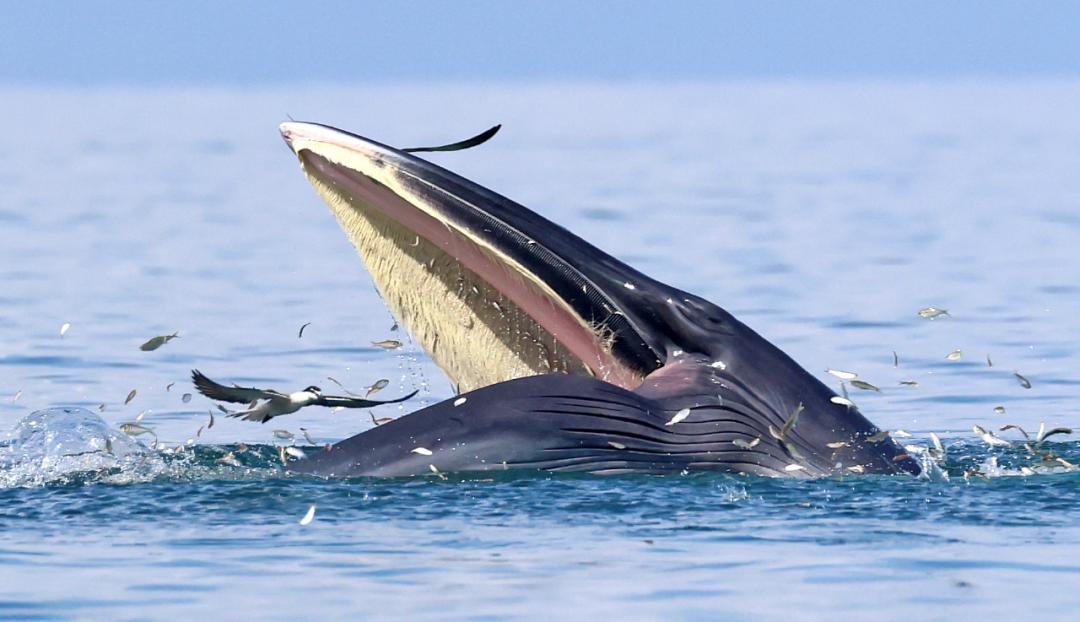 记者远远看到布氏鲸张开了大嘴巴捕食,燕鸥们一哄而上抢鲸鱼嘴里的
