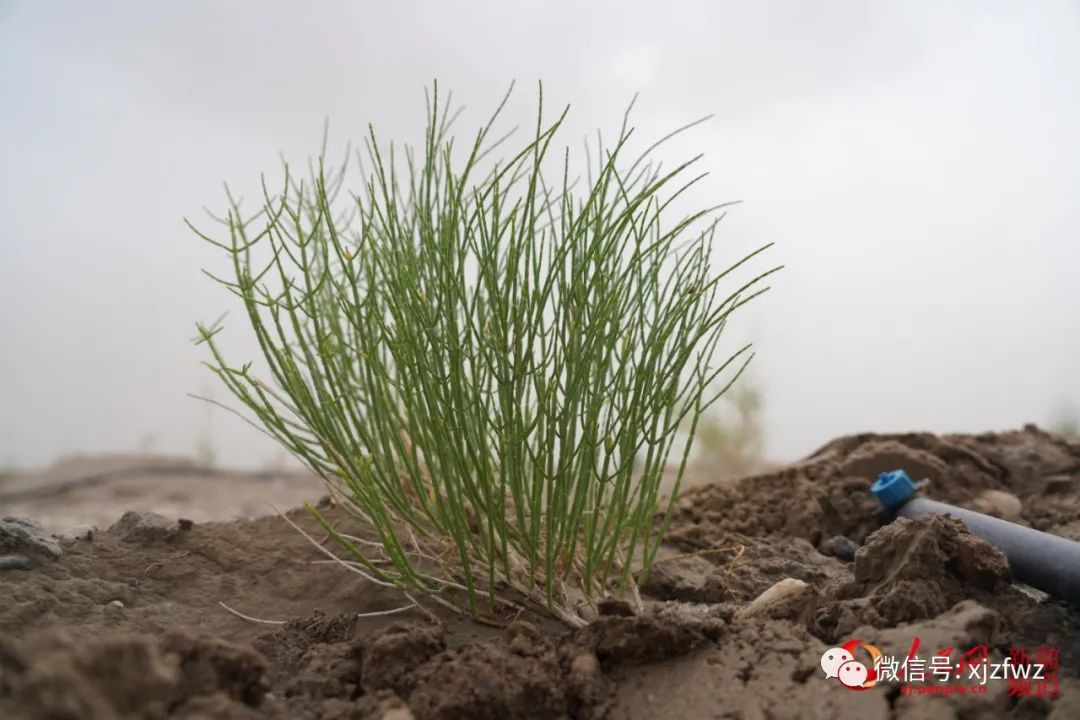 换土种植后的梭梭树幼苗茁壮成长.李欣洋摄