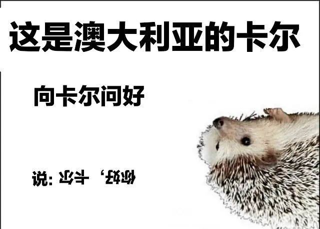 因为就很废当然,废嘢只是一层表象,要是你拿枪对着我非要在刺猬卡尔