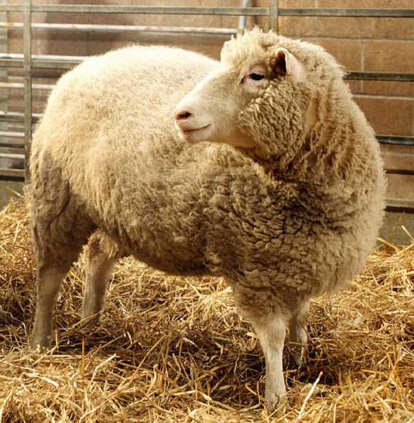 外媒：克隆羊“多莉”诞生25周年