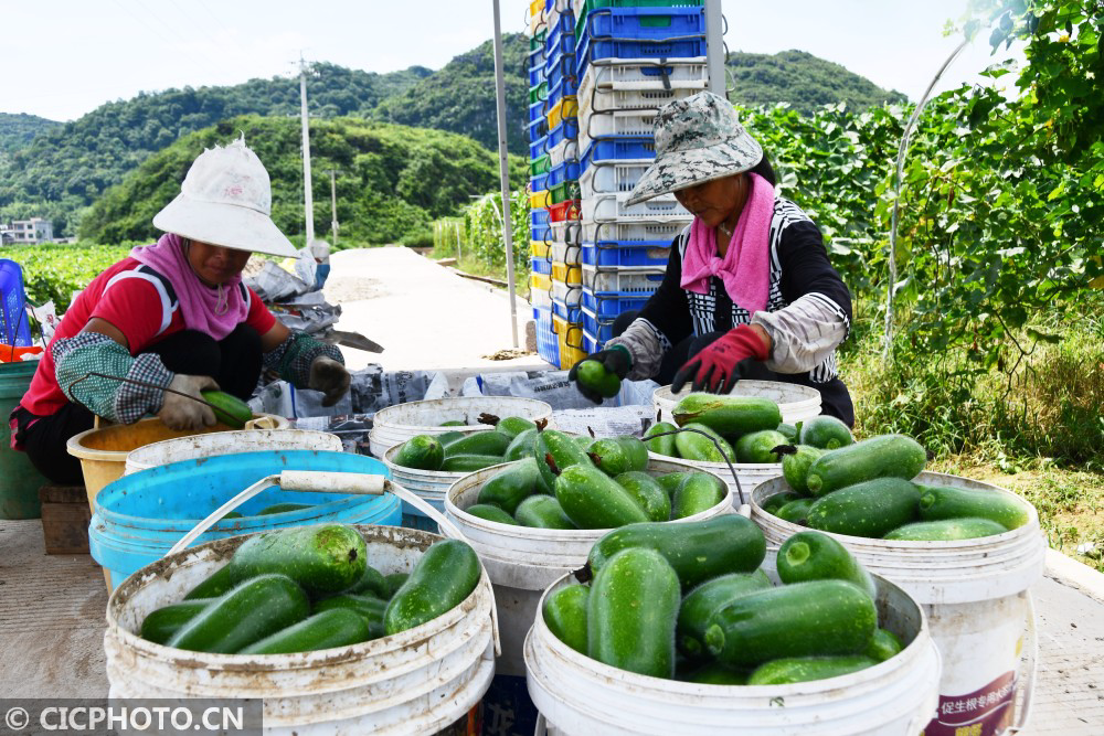 湖南江永:供港蔬菜 富民增收