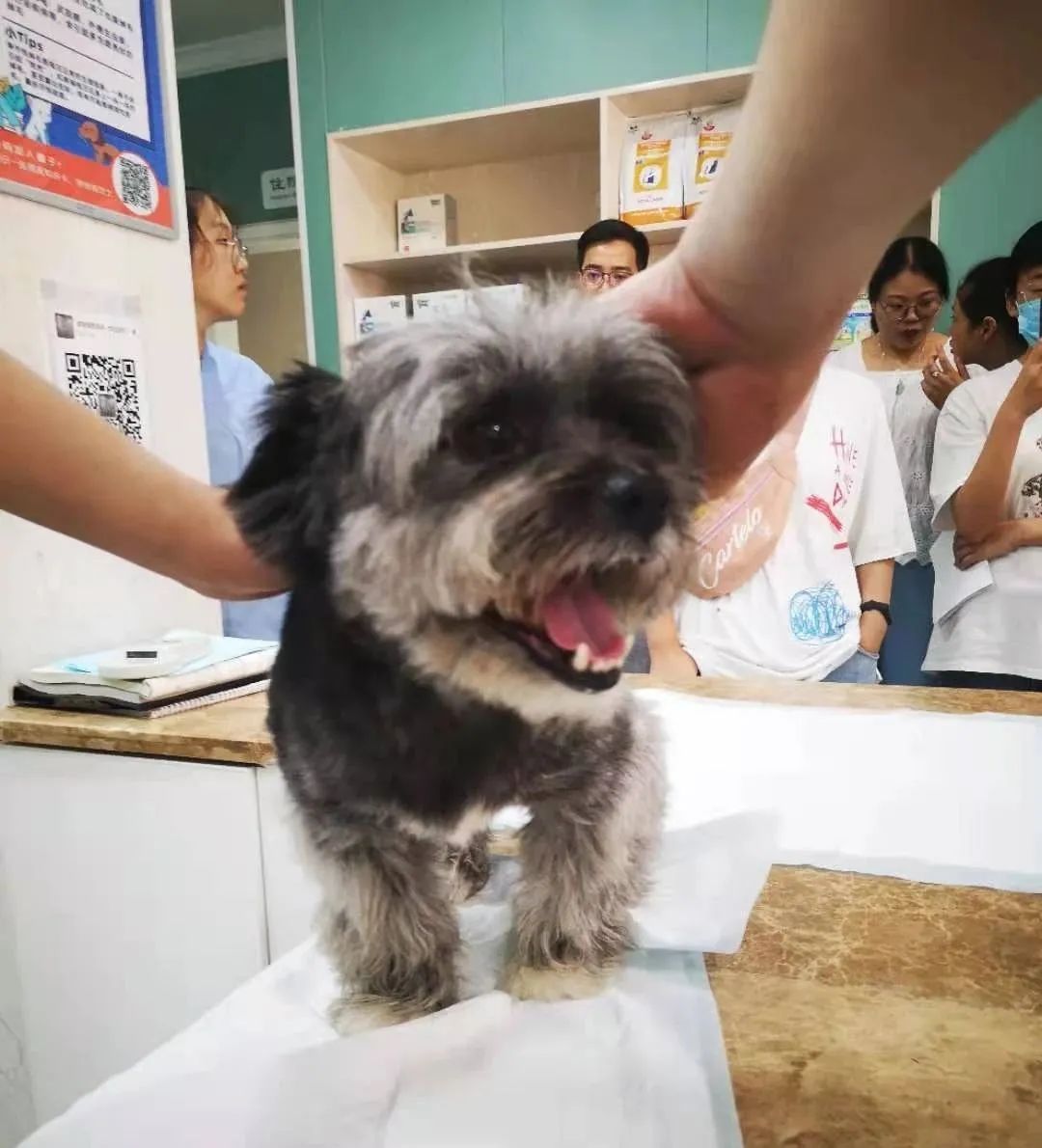 芜湖首只电子芯片植入犬诞生 首批4500个芯片正在陆续发放中 北斗产业资讯平台 千寻位置 芜湖首只电子芯片植入犬诞生 首批4500个芯片正在陆续发放中 北斗产业资讯平台 千寻位置