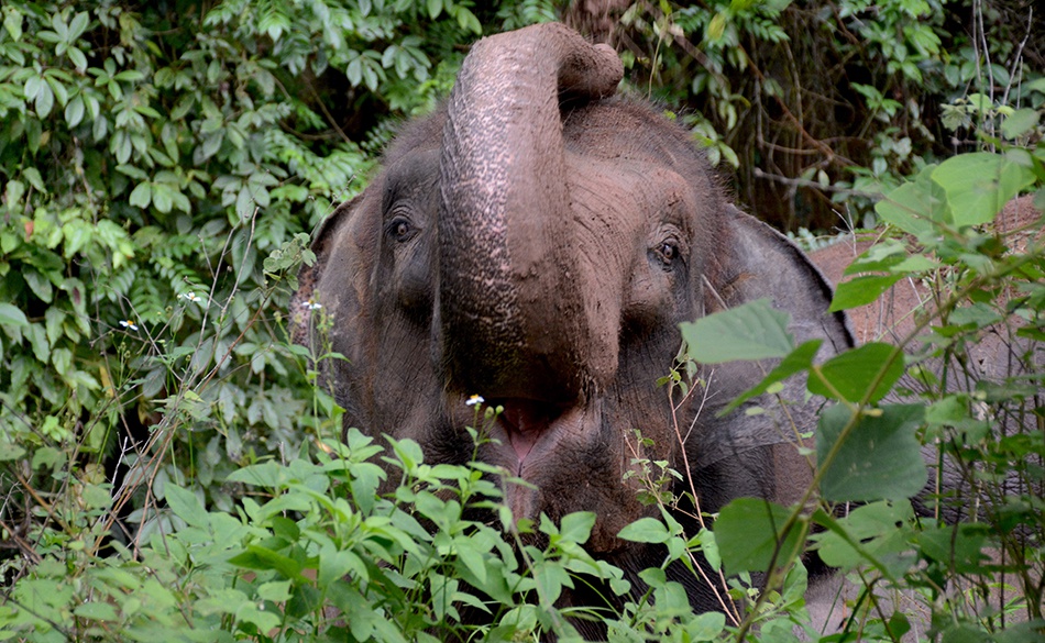 与象为邻②|回归雨林,"希望它们能将人类的善意带回象群"