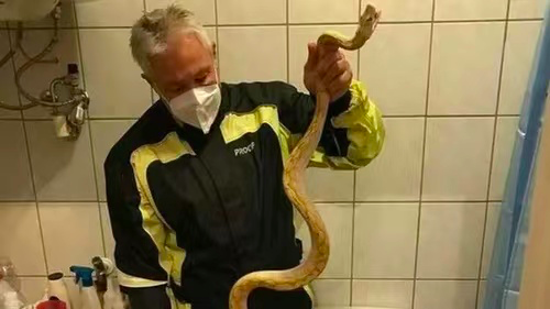 奥地利爬行动物专家在受害者家中厕所里拉出一条蟒蛇。图源外媒