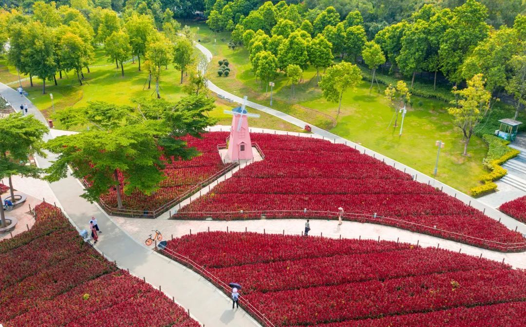 佛山市|花海_新浪新闻