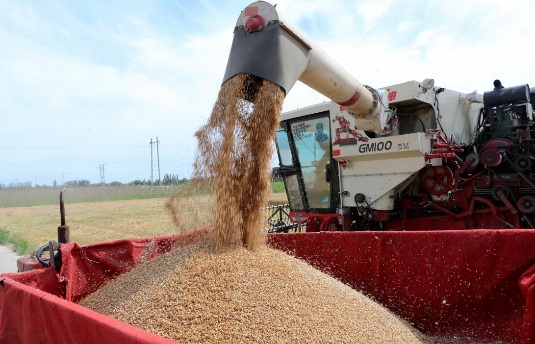 平罗:麦浪滚滚粮归仓 乡村小麦夏收忙|平罗|麦浪|小麦_新浪新闻