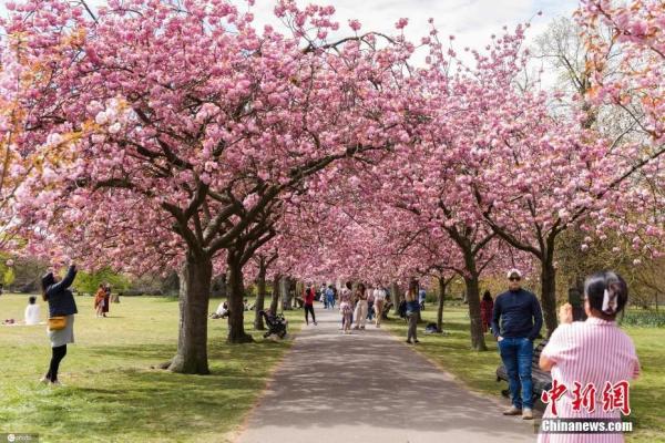 资料图:当地时间2021年4月27日,英国伦敦,格林威治公园里的樱花盛放。图片来源:IC photo