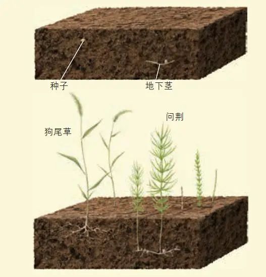 杂草的“倔强”——野火烧不尽，春风吹又生