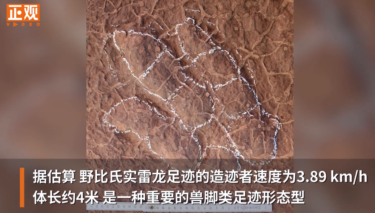勇敢龙龙胖胖脚趾 四川再发现肉食性恐龙足迹