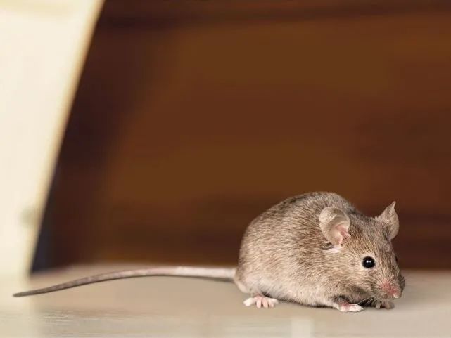 恐怖灾害!澳大利亚一女子醒来发现老鼠啃食自己眼球