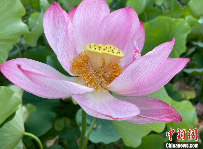 图为同心莲. 王核 摄