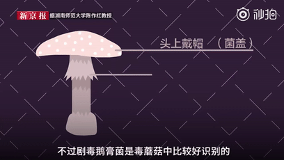 新京報視頻截圖