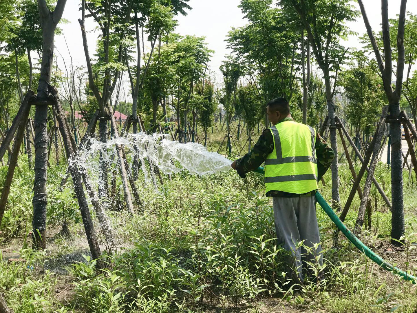 养护人员为新树浇水。