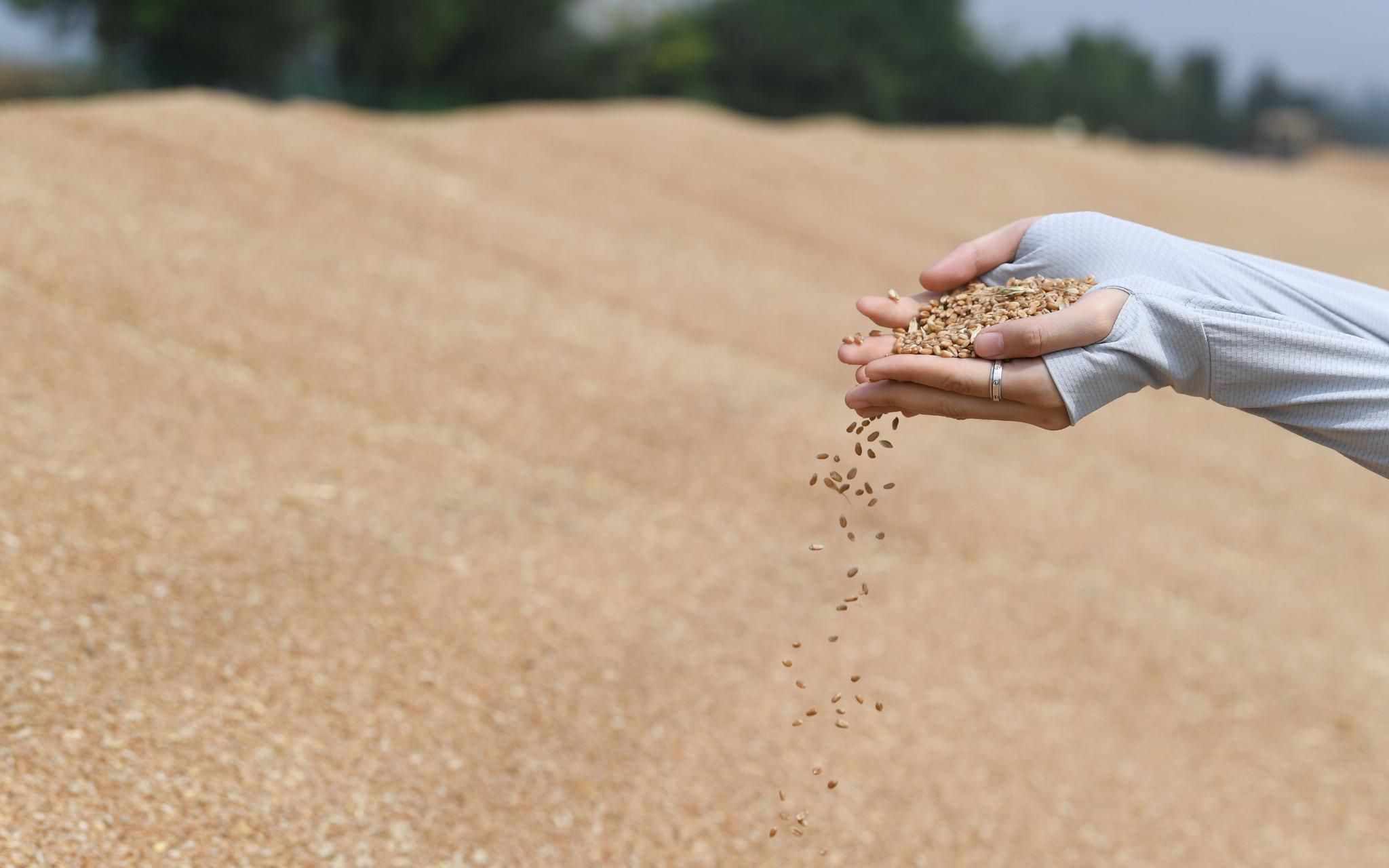雨后天霁 京郊忙晒粮