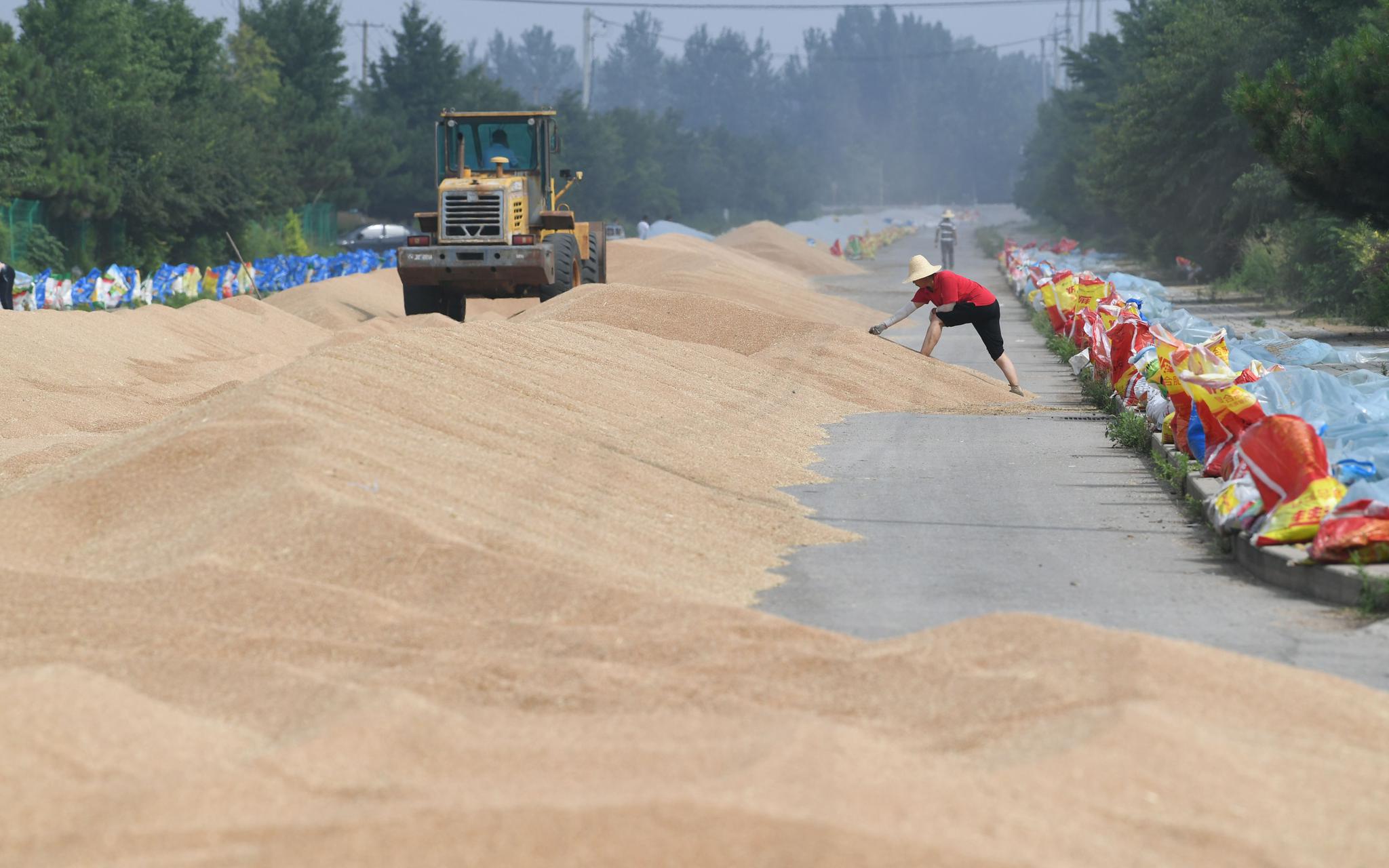 雨后天霁 京郊忙晒粮