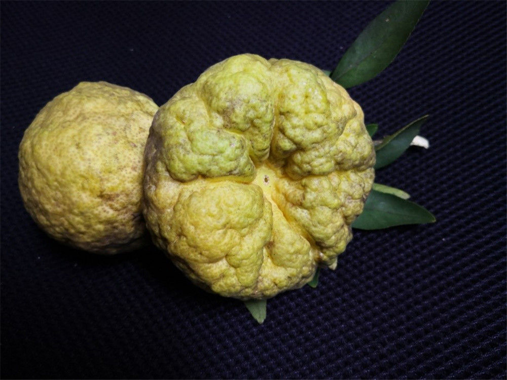 富民枳的果实(资料照片).