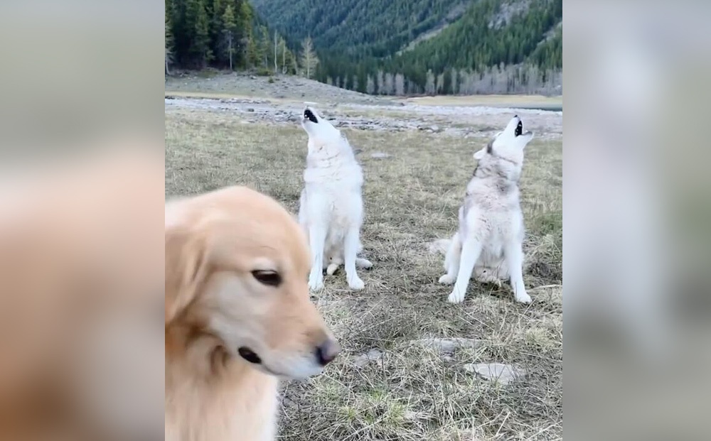 外国一个狗主人养了两只哈士奇尼可,杰克逊和一只金毛佐伊,主人在社交