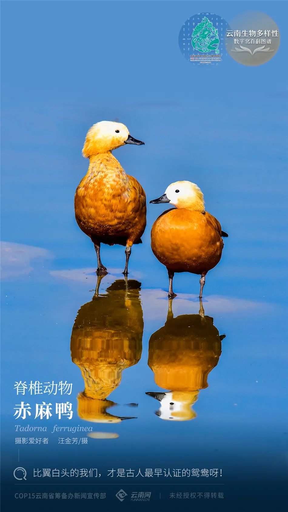 云南生物多样性数字化百科图谱脊椎动物赤麻鸭比翼白头的我们才是古人
