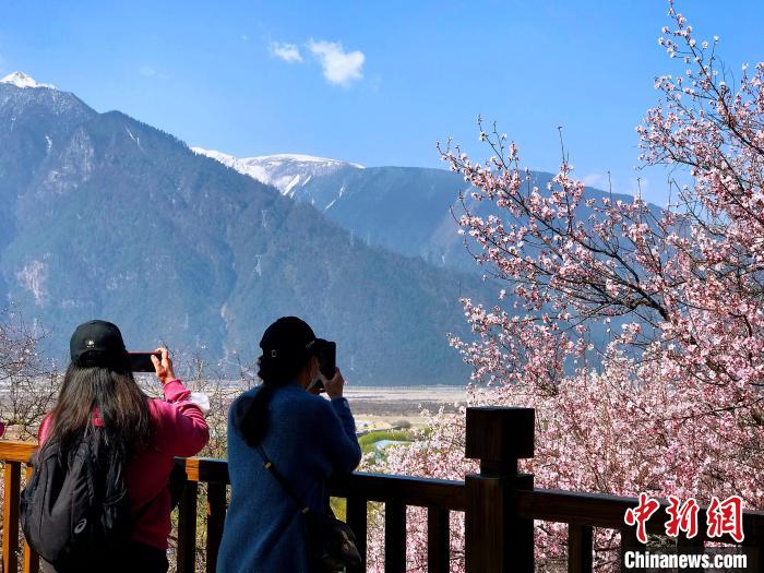 图为游客在林芝赏桃花。(资料图) 赵延 摄