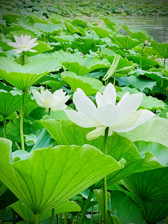 莲花池摄影图片展