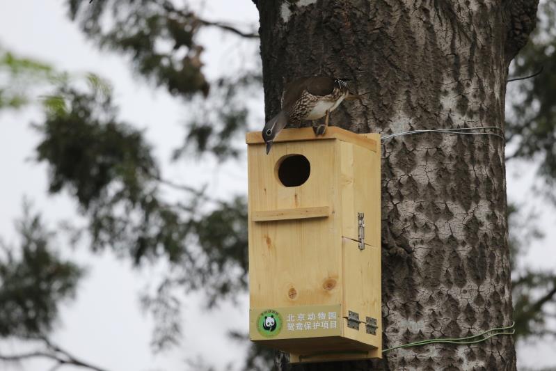 正文  崔多英:鸳鸯蛋比鸡蛋小一些,是白色的.