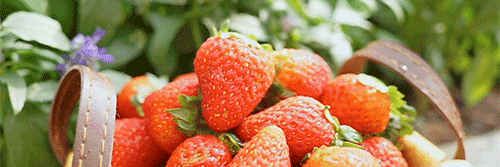 raspberryblueberrystrawberryche