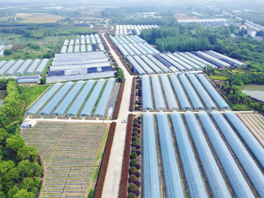 肥西县花岗镇:现代农业发展生机蓬勃