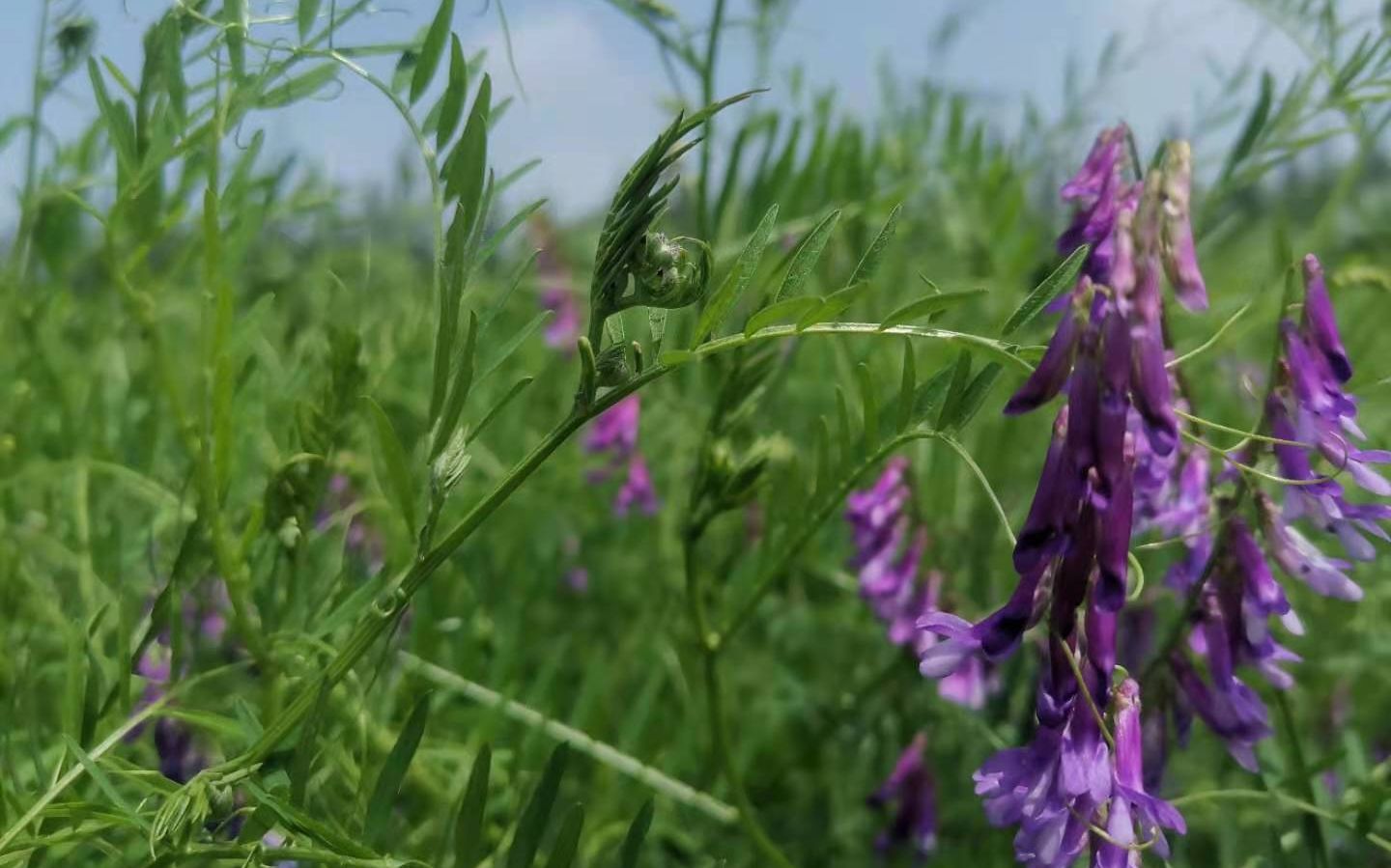 试验田中种植的毛叶苕子,这是一种绿肥作物,科研人员计划未来种在旱地