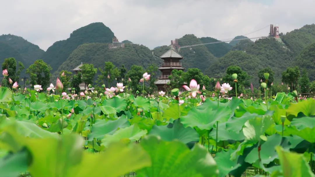 美翻啦长顺神泉谷景区荷花盛开惊艳夏天