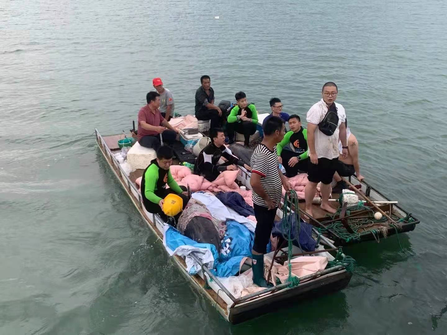 浙江宁海两头搁浅海豚已成功在深海放归