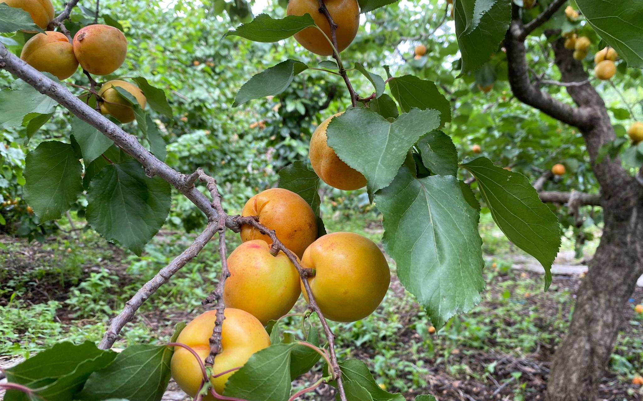 北京本土杏去哪了?市场上不常见 很多品种只可现场采摘