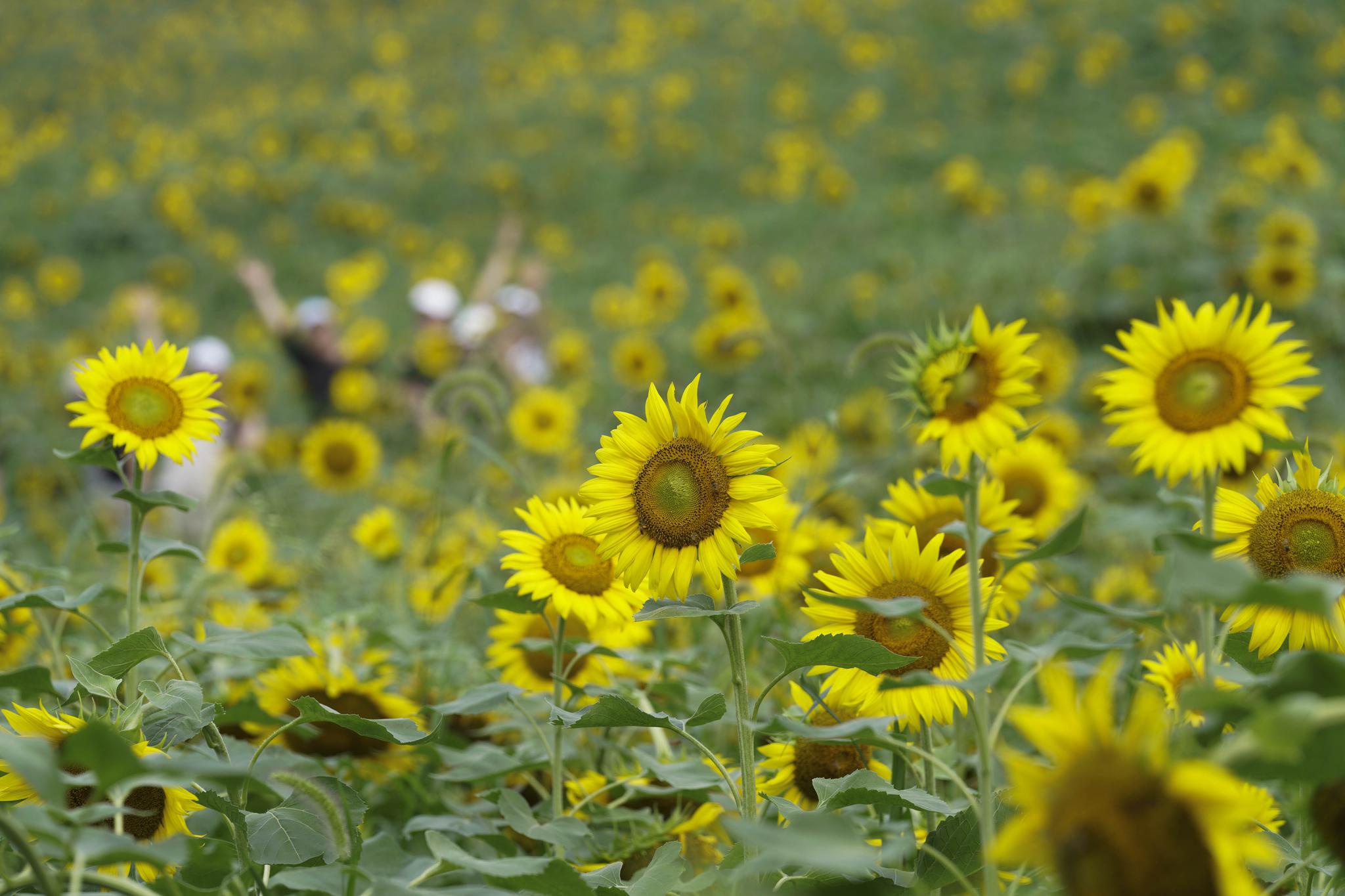 黄灿灿绿油油,向日葵花开迎客来