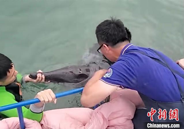 海豚历险记:被困浙江滩涂多处受伤 营救8小时重归大海