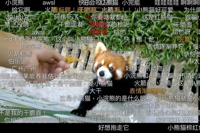 （小熊猫的视频里，弹幕上经常会出现“干脆面”“浣熊”等字眼。）