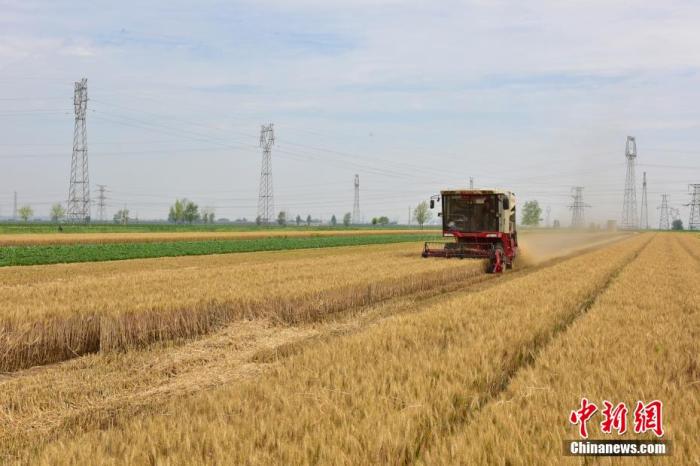 资料图：农民驾驶农机穿梭在田间收割。 刘峰 摄