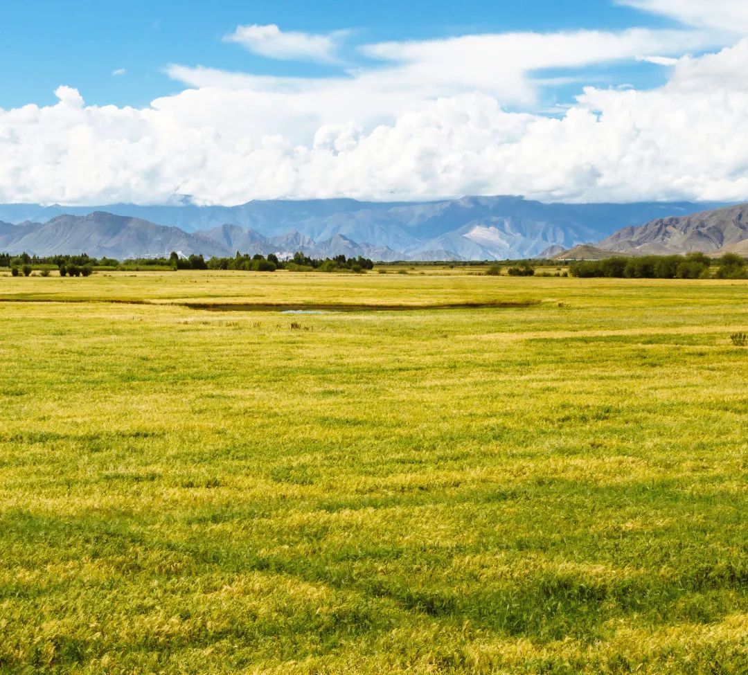 青海湟水河谷藏着什么大宝贝