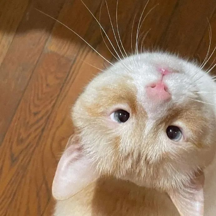 两眼如豆的小眼睛猫!好想给它开个眼角!