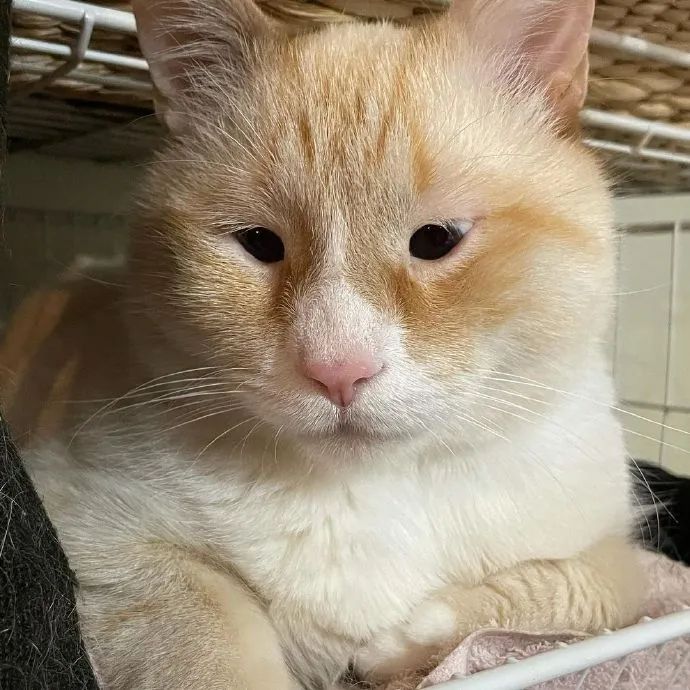 两眼如豆的小眼睛猫!好想给它开个眼角!