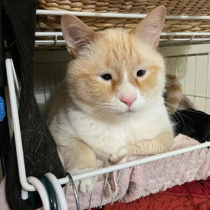 两眼如豆的小眼睛猫!好想给它开个眼角!