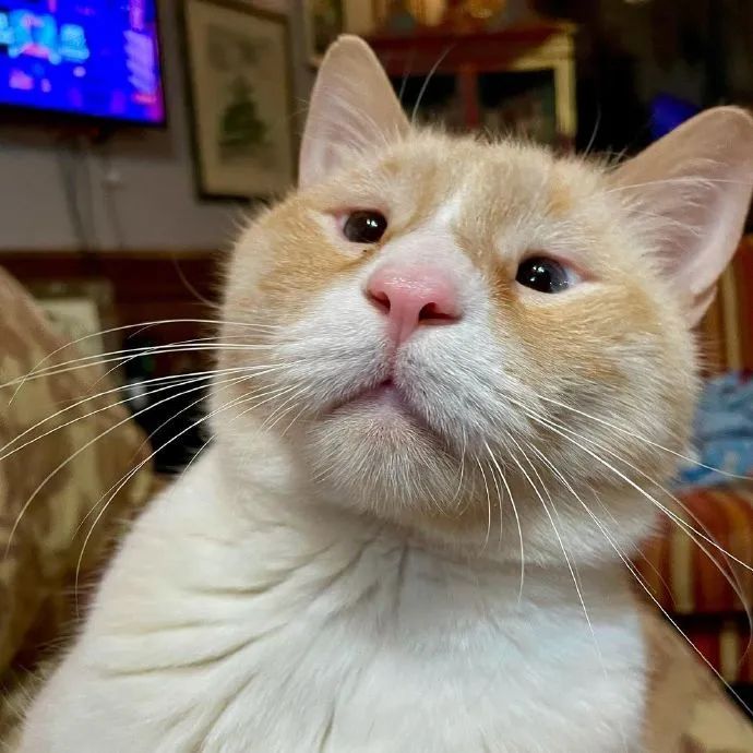 两眼如豆的小眼睛猫!好想给它开个眼角!