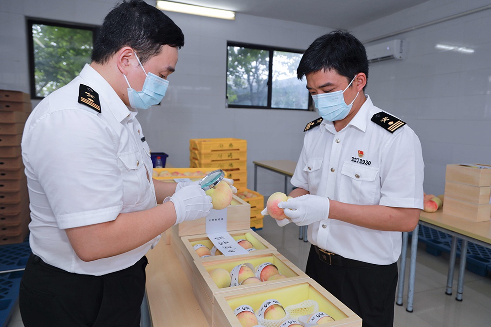 上海本地水蜜桃迈向国际市场