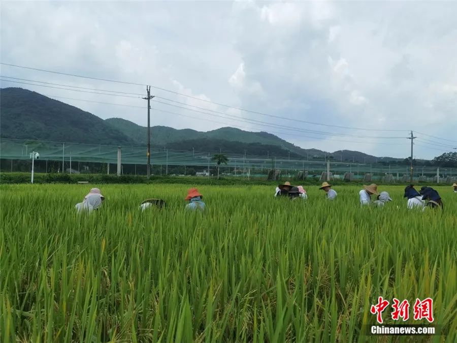 华南农业大学试验田基地.