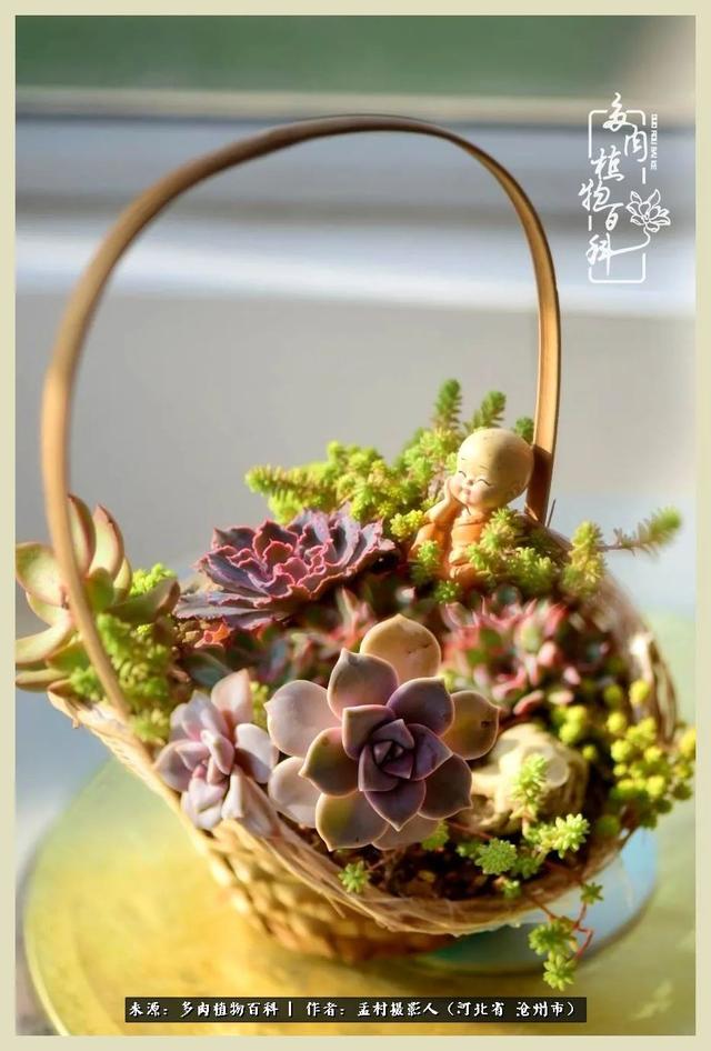 多肉故事之《做个插花拼盆》