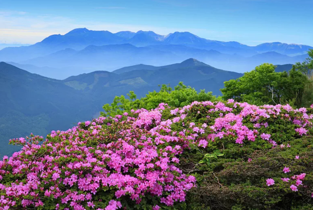 酱紫fm丨那些杜鹃花盛开的春天