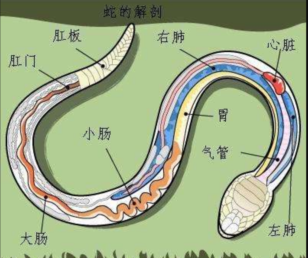 无毒的菜花蛇却被称为百蛇之王原因何在有毒的蛇还怕它