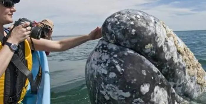 鲸鱼|寄生|藤壶_新浪新闻