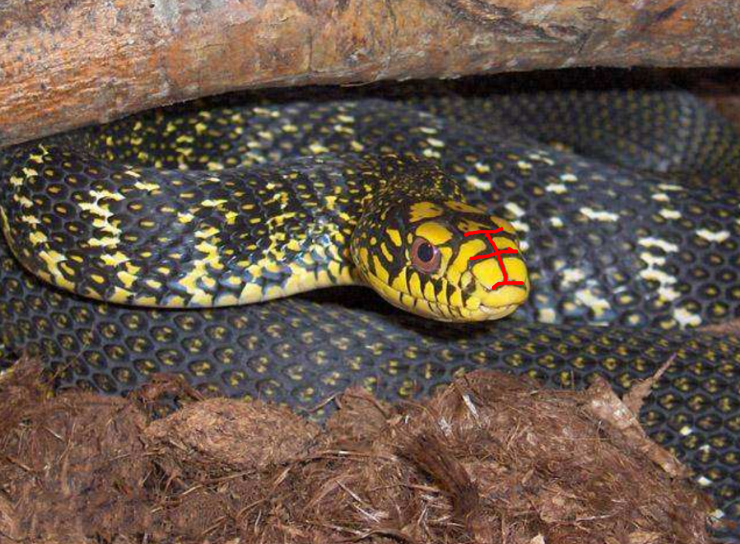 无毒的菜花蛇却被称为百蛇之王原因何在有毒的蛇还怕它