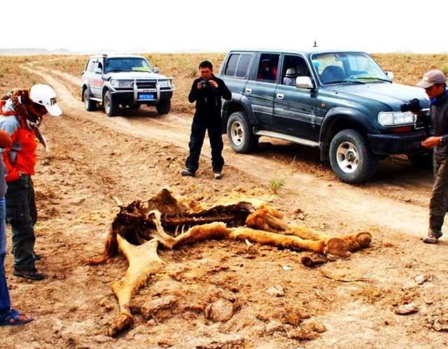 为什么在沙漠中渴死的骆驼不能碰后果危险切勿尝试